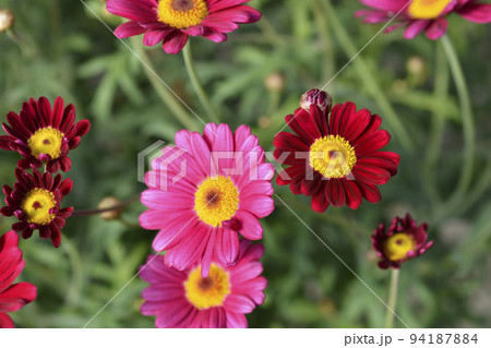 Marguerite daisy 94187884