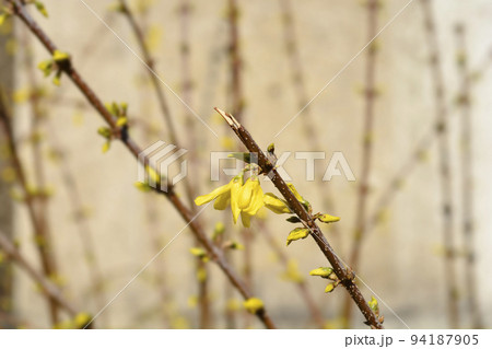 Weeping forsythia Weeping forsythia 94187905