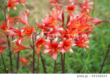 リコリスの橙色花、キツネノカミソリ:花菜ガーデン【緑背景】 リコリスの橙色花、キツネノカミソリ:花菜ガーデン【緑背景】 94188024