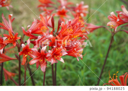 リコリスの橙色花、キツネノカミソリ：花菜ガーデン【緑背景】 94188025