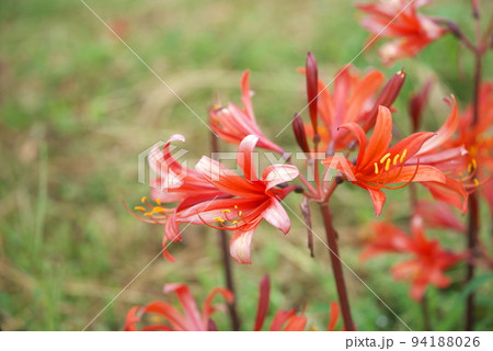 リコリスの橙色花、キツネノカミソリ：花菜ガーデン【緑背景】 94188026