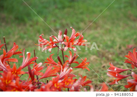 リコリスの橙色花、キツネノカミソリ：花菜ガーデン【緑背景】 94188052