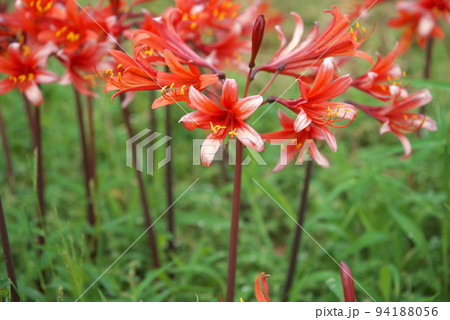 リコリスの橙色花、キツネノカミソリ：花菜ガーデン【緑背景】 94188056