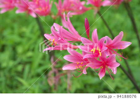 リコリスの桃色花:花菜ガーデン【緑背景】の写真素材 [94188076 リコリスの桃色花:花菜ガーデン【緑背景】の写真素材 [94188076