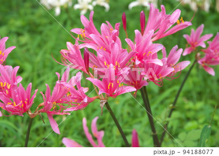 リコリスの桃色花：花菜ガーデン【緑背景】の写真素材 [94188077] - PIXTA