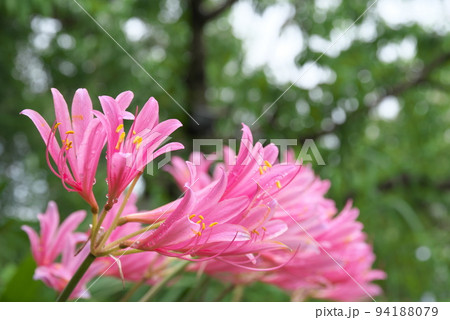 リコリスの桃色花:花菜ガーデン【緑背景】 リコリスの桃色花:花菜ガーデン【緑背景】 94188079