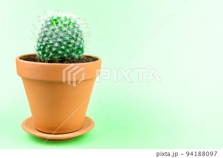 Cactus on a green background Cactus on a green background 94188097