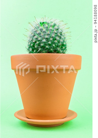 Cactus on a green background 94188098