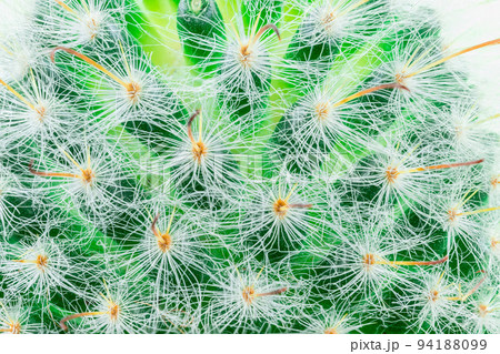 Cactus on a yellow background. Cactus on a yellow background. 94188099
