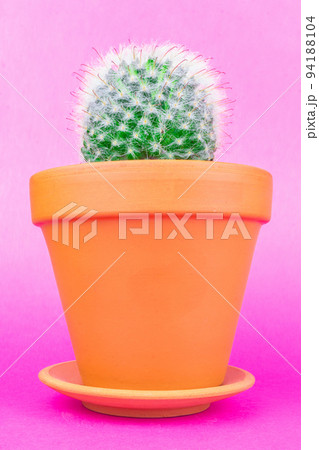 Cactus on a pink background Cactus on a pink background 94188104