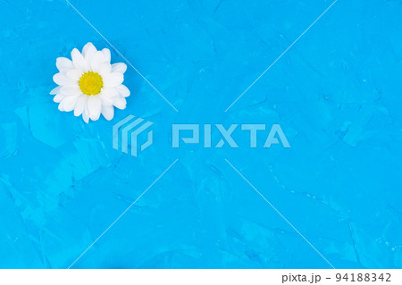 Chrysanthemums on blue background Chrysanthemums on blue background 94188342