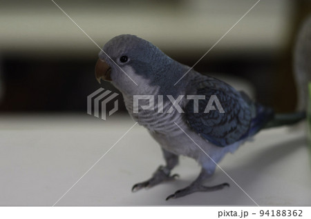 オキナインコ 94188362