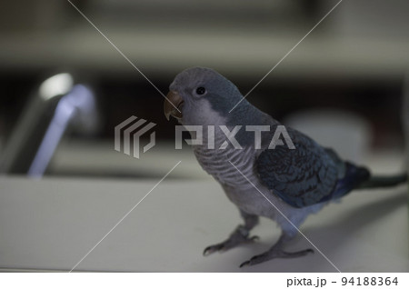 オキナインコ 94188364