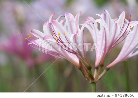 リコリスの桃色花、ナツズイセン：花菜ガーデン【緑背景】の写真素材 [94189056] - PIXTA