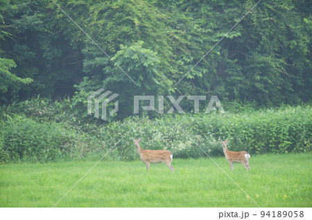 森で出会ったエゾシカの群れ(北海道) 森で出会ったエゾシカの群れ(北海道) 94189058