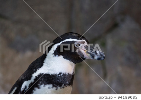 portrait of a penguin 94189085