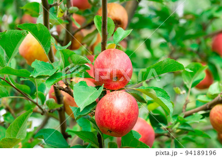 fresh apples on apple trees fresh apples on apple trees 94189196