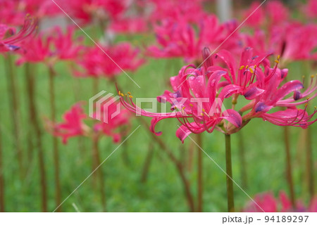 リコリスの桃色花、レッドドワーフ：花菜ガーデン【緑背景】 94189297