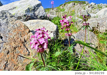 8月の北アルプス飛騨山脈、双六岳のハクサンチドリ 94189299