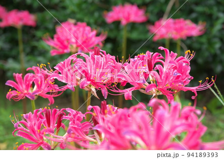 リコリスの桃色花、レッドドワーフ：花菜ガーデン【緑背景】の写真素材 