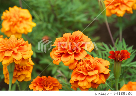 マリーゴールドの橙色花:花菜ガーデン【緑背景】 マリーゴールドの橙色花:花菜ガーデン【緑背景】 94189536