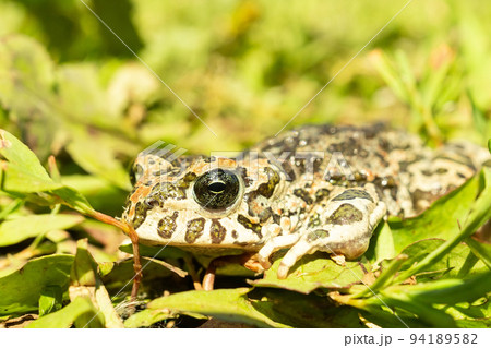 The toad on the grass The toad on the grass 94189582