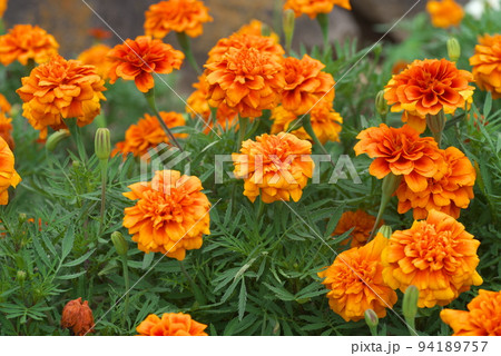 マリーゴールドの橙色花：花菜ガーデン【緑背景】 94189757