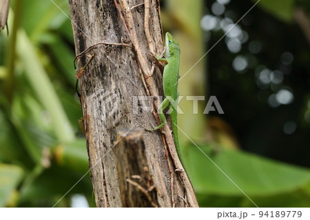 生き物　爬虫類　グリーンアノール、九月の那覇。『侵略的外来生物ワースト一〇〇』に選ばれています 94189779
