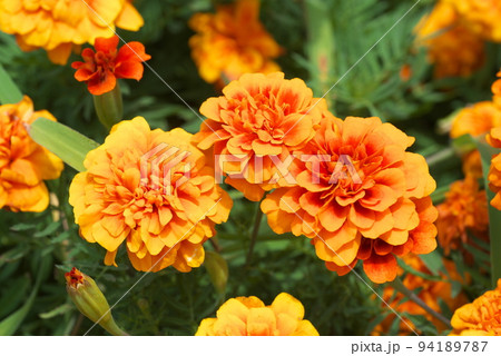 マリーゴールドの橙色花：花菜ガーデン【緑背景】 94189787