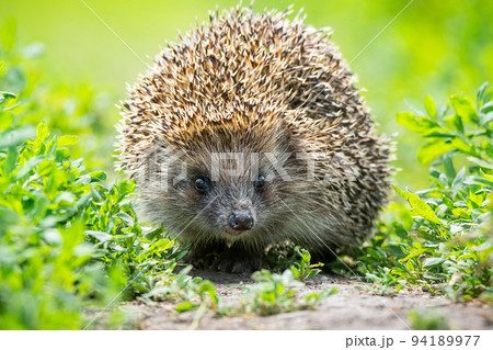 hedgehog on the grass 94189977