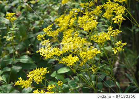 オミナエシの花:花菜ガーデン【緑背景】 オミナエシの花:花菜ガーデン【緑背景】 94190350
