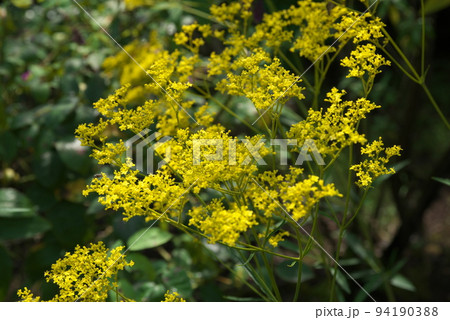 オミナエシの花:花菜ガーデン【緑背景】 オミナエシの花:花菜ガーデン【緑背景】 94190388