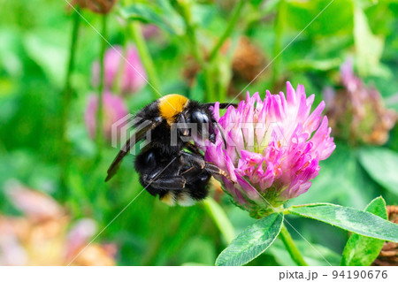 bumblebee on a clover bumblebee on a clover 94190676