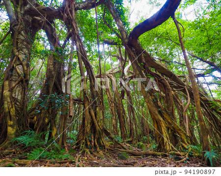 生命感じる大地の息吹 94190897