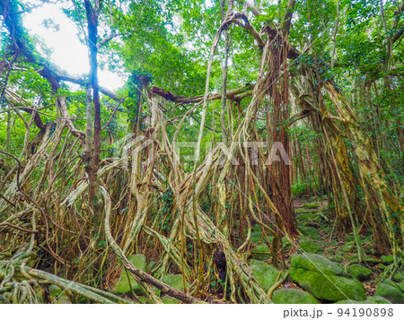 ガジュマルガジュマル 94190898