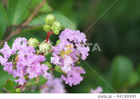 サルスベリの紫色花:花菜ガーデン【緑背景】 サルスベリの紫色花:花菜ガーデン【緑背景】 94190995