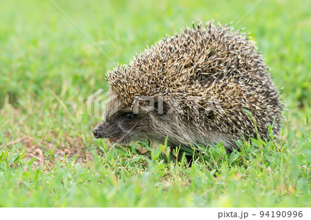hedgehog on the grass hedgehog on the grass 94190996