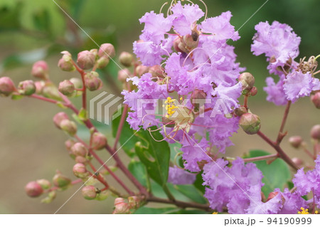 サルスベリの紫色花:花菜ガーデン【緑背景】 サルスベリの紫色花:花菜ガーデン【緑背景】 94190999