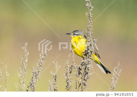 Motacilla flava on the ground Motacilla flava on the ground 94191055