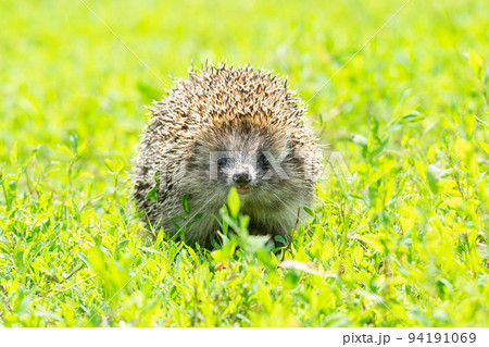hedgehog on the grass 94191069