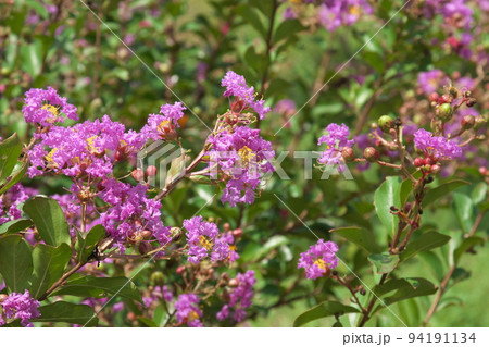 サルスベリの紫色花:花菜ガーデン【緑背景】 サルスベリの紫色花:花菜ガーデン【緑背景】 94191134