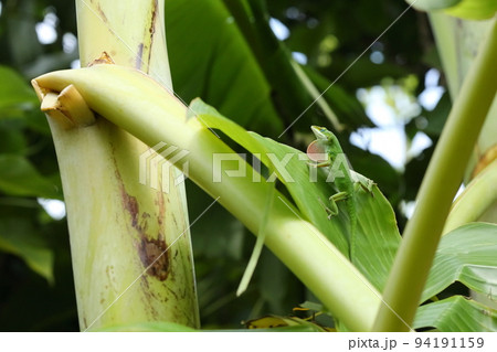 生き物　爬虫類　グリーンアノール、体色は緑色から黒褐色まで変化するそうです 94191159