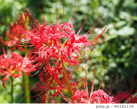 真っ赤な曼殊沙華の花のクローズアップ 94191170