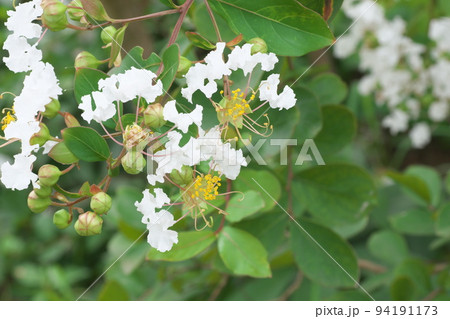 サルスベリの白花:花菜ガーデン【緑背景】 サルスベリの白花:花菜ガーデン【緑背景】 94191173