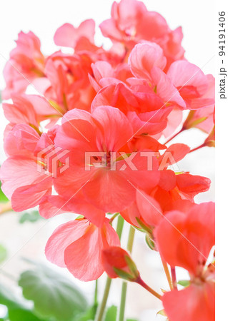 Beautiful pink geranium Beautiful pink geranium 94191406