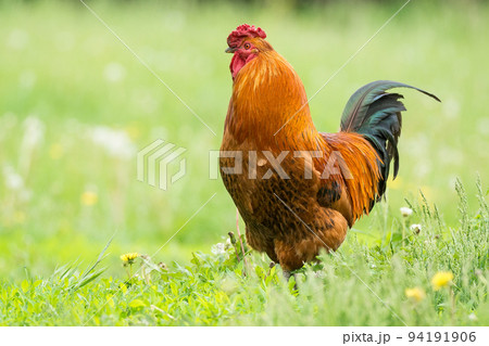 cock on the grass 94191906