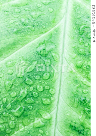 texture of green leaf 94191933