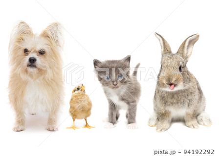 Animals on a white background 94192292