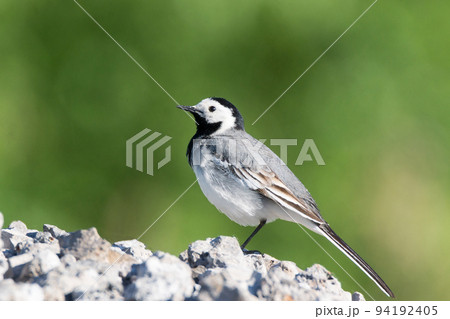 gray wagtail on a stone 94192405