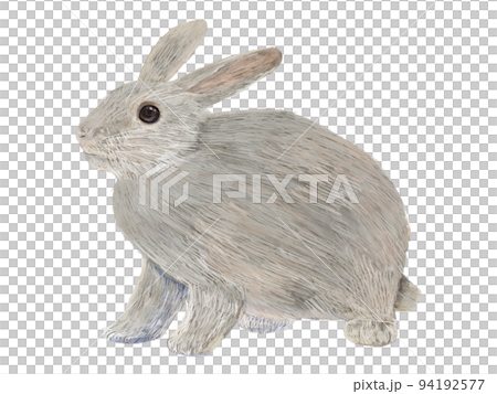 Gray rabbit facing left _ sideways 94192577